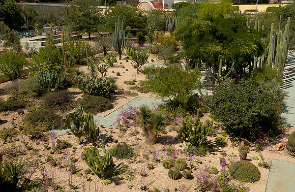 garden of the former Santo Domingo monastery with all the cactus species native to Mexico