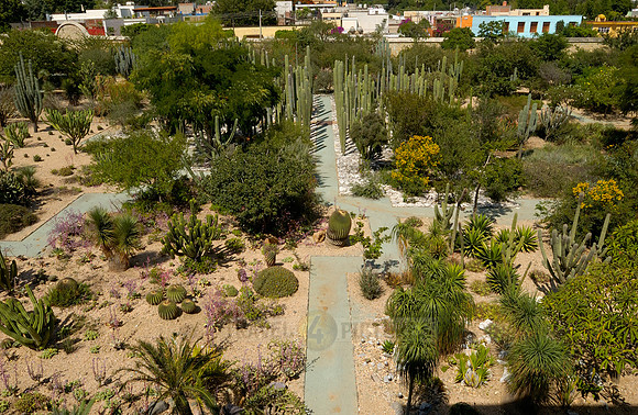 garden of the former Santo Domingo monastery with all the cactus species native to Mexico
