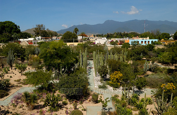 garden of the former Santo Domingo monastery with all the cactus species native to Mexico
