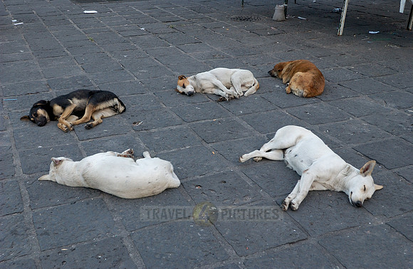 five sleeping dogs in the Plaza Santo Domingo