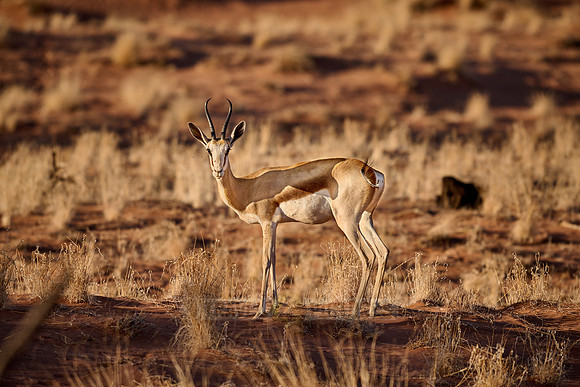 springbok or springbuck (Antidorcas marsupialis) in Namib desert