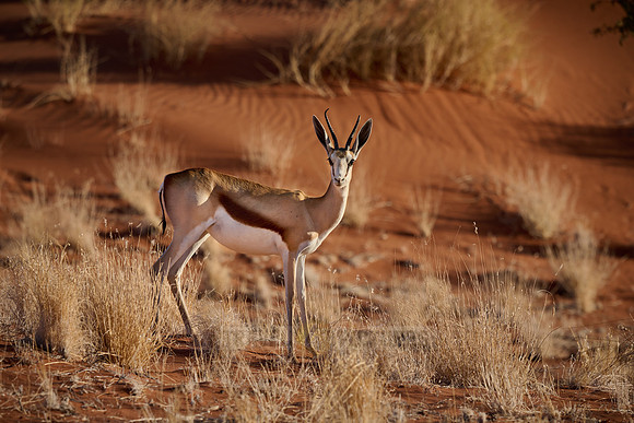 springbok or springbuck (Antidorcas marsupialis) in Namib desert