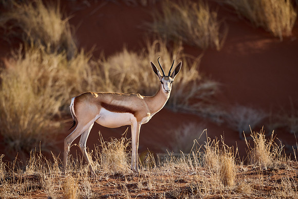 springbok or springbuck (Antidorcas marsupialis) in Namib desert