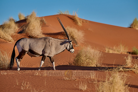 Oryx antelope (Oryx) in Namib desert