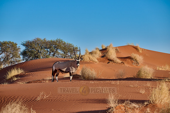 Oryx antelope (Oryx) in Namib desert