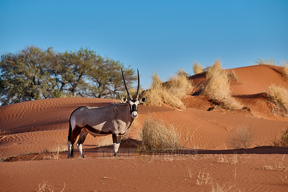Oryx antelope (Oryx) in Namib desert