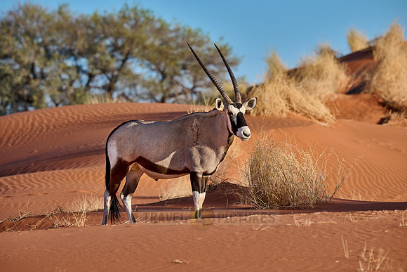 Oryx antelope (Oryx) in Namib desert