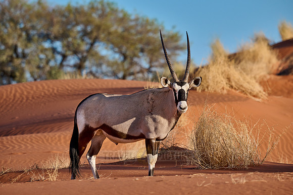 Oryx antelope (Oryx) in Namib desert