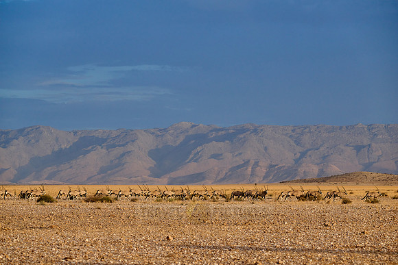 huge herd of Oryx antelope (Oryx) migrating in Namib-Naukluft-Park