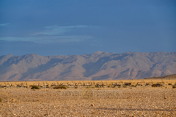 huge herd of Oryx antelope (Oryx) migrating in Namib-Naukluft-Park