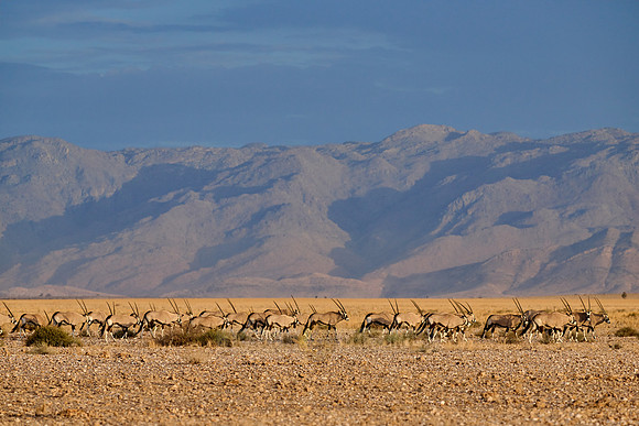 huge herd of Oryx antelope (Oryx) migrating in Namib-Naukluft-Park