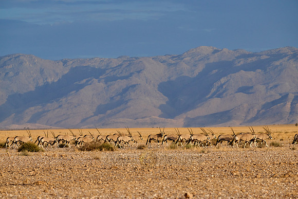huge herd of Oryx antelope (Oryx) migrating in Namib-Naukluft-Park
