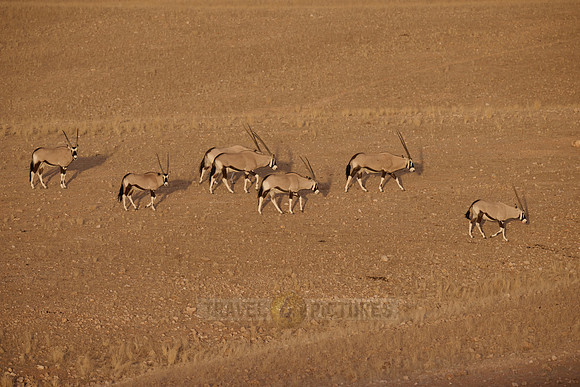 huge herd of Oryx antelope (Oryx) migrating in Namib-Naukluft-Park