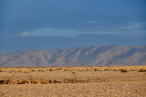 huge herd of Oryx antelope (Oryx) migrating in Namib-Naukluft-Park