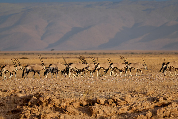 huge herd of Oryx antelope (Oryx) migrating in Namib-Naukluft-Park
