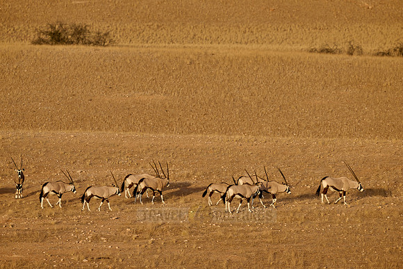 huge herd of Oryx antelope (Oryx) migrating in Namib-Naukluft-Park