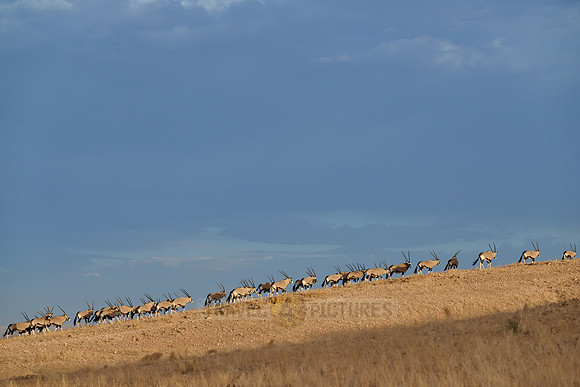 huge herd of Oryx antelope (Oryx) migrating in Namib-Naukluft-Park