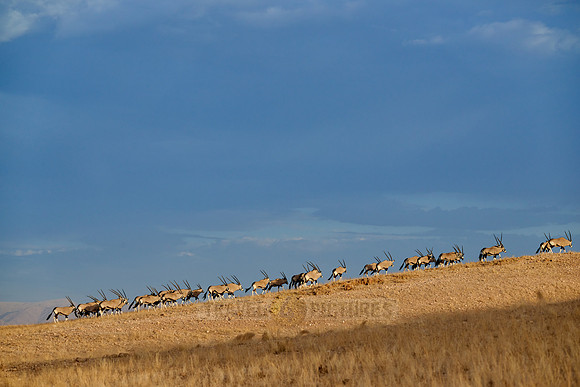 huge herd of Oryx antelope (Oryx) migrating in Namib-Naukluft-Park