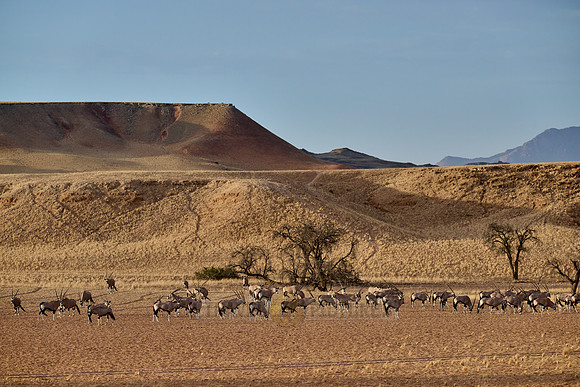 huge herd of Oryx antelope (Oryx) migrating in Namib-Naukluft-Park