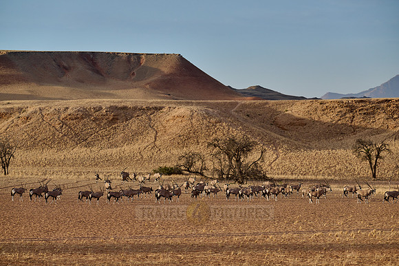huge herd of Oryx antelope (Oryx) migrating in Namib-Naukluft-Park
