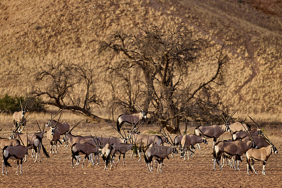 huge herd of Oryx antelope (Oryx) migrating in Namib-Naukluft-Park