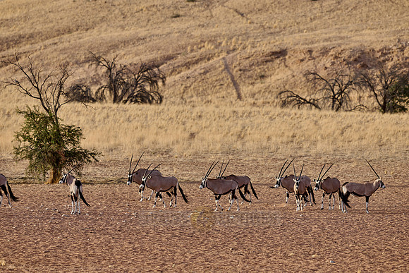 huge herd of Oryx antelope (Oryx) migrating in Namib-Naukluft-Park