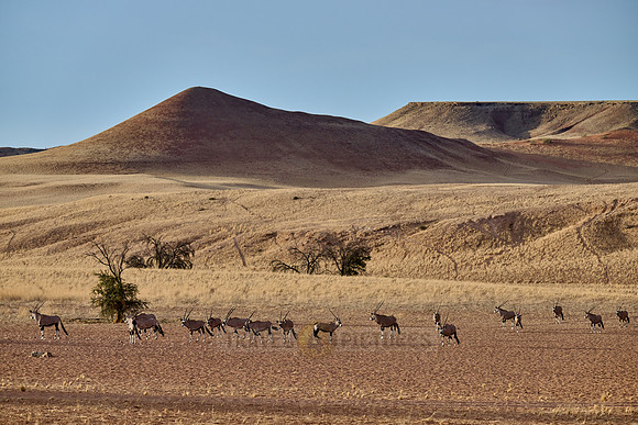 huge herd of Oryx antelope (Oryx) migrating in Namib-Naukluft-Park