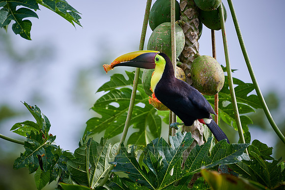 chestnut-mandibled toucan or Swainson's toucan steeling Papaya
