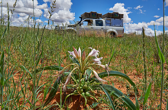 Lilienbluete in Landschaft  |lily flower in landscape|
