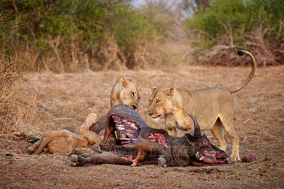 pride of lioness (Panthera leo) at buffalo kill