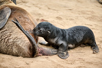 babies in Cape Cross Seal Reserve, 11-2023