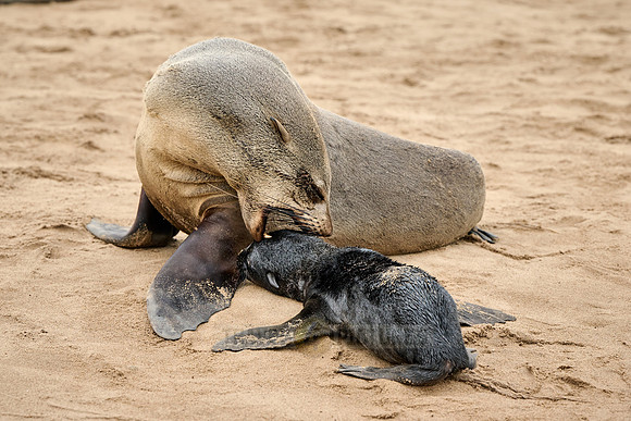 mother seal with baby in Brown fur seal colonies with babies