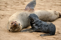 seal suckling its baby in Brown fur seal colonies with babies