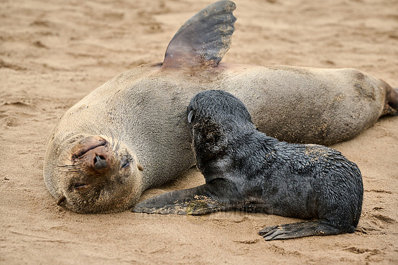seal suckling its baby in Brown fur seal colonies with babies