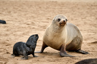 mother seal with baby in Brown fur seal colonies with babies
