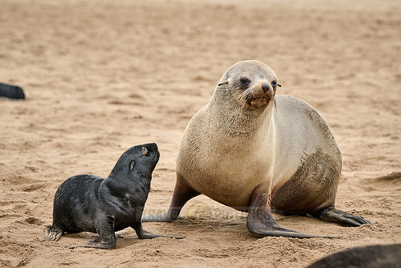 mother seal with baby in Brown fur seal colonies with babies