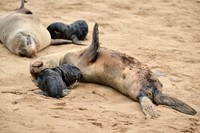 seal suckling its baby in Brown fur seal colonies with babies