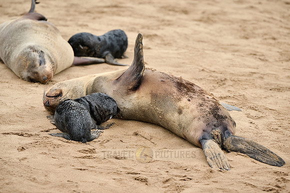 seal suckling its baby in Brown fur seal colonies with babies