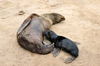 seal suckling its baby in Brown fur seal colonies with babies