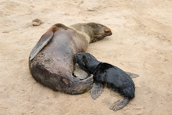 seal suckling its baby in Brown fur seal colonies with babies