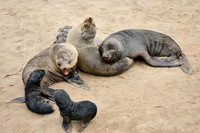 mother seal with baby in Brown fur seal colonies with babies