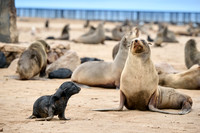 mother seal with baby in Brown fur seal colonies with babies