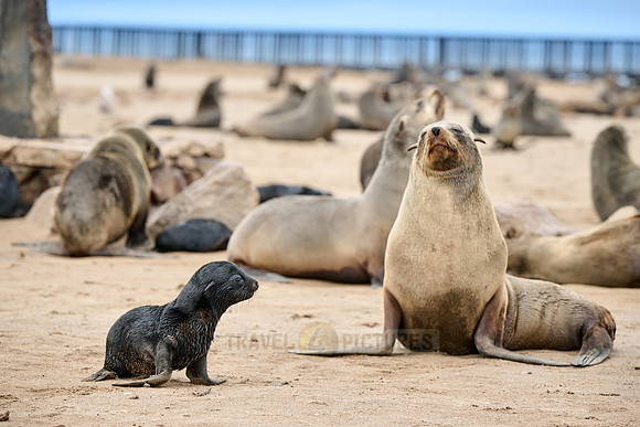 mother seal with baby in Brown fur seal colonies with babies