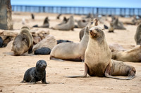 mother seal with baby in Brown fur seal colonies with babies