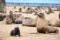 mother seal with baby in Brown fur seal colonies with babies