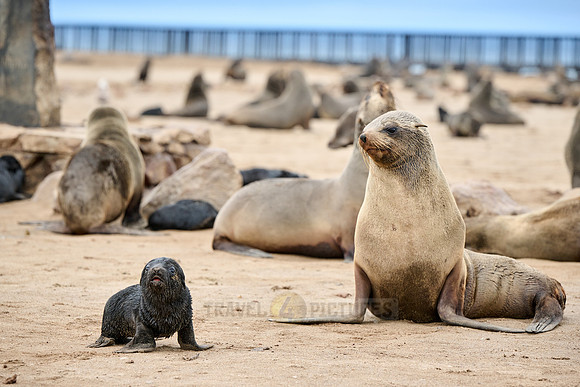 mother seal with baby in Brown fur seal colonies with babies