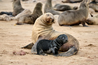 mother seal with baby in Brown fur seal colonies with babies