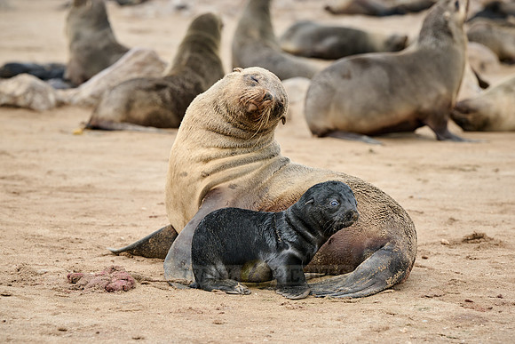 mother seal with baby in Brown fur seal colonies with babies