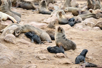 Brown fur seal colonies with babies, Cape Cross
