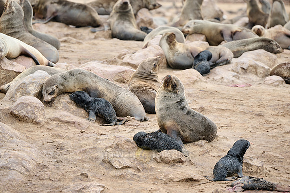 Brown fur seal colonies with babies, Cape Cross